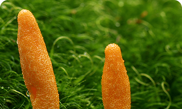 Đông trùng hạ thảo sấy thăng hoa